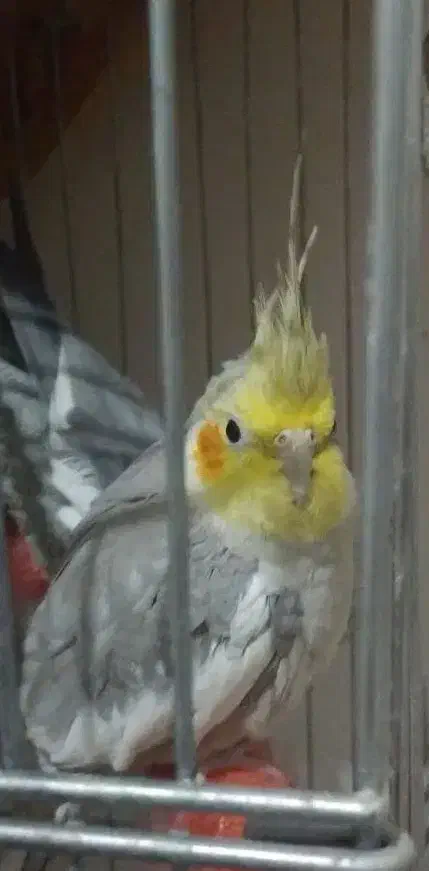 یک جفت عروس هلندی سالم همراه با قفس|پرنده|مشکیندشت, |دیوار