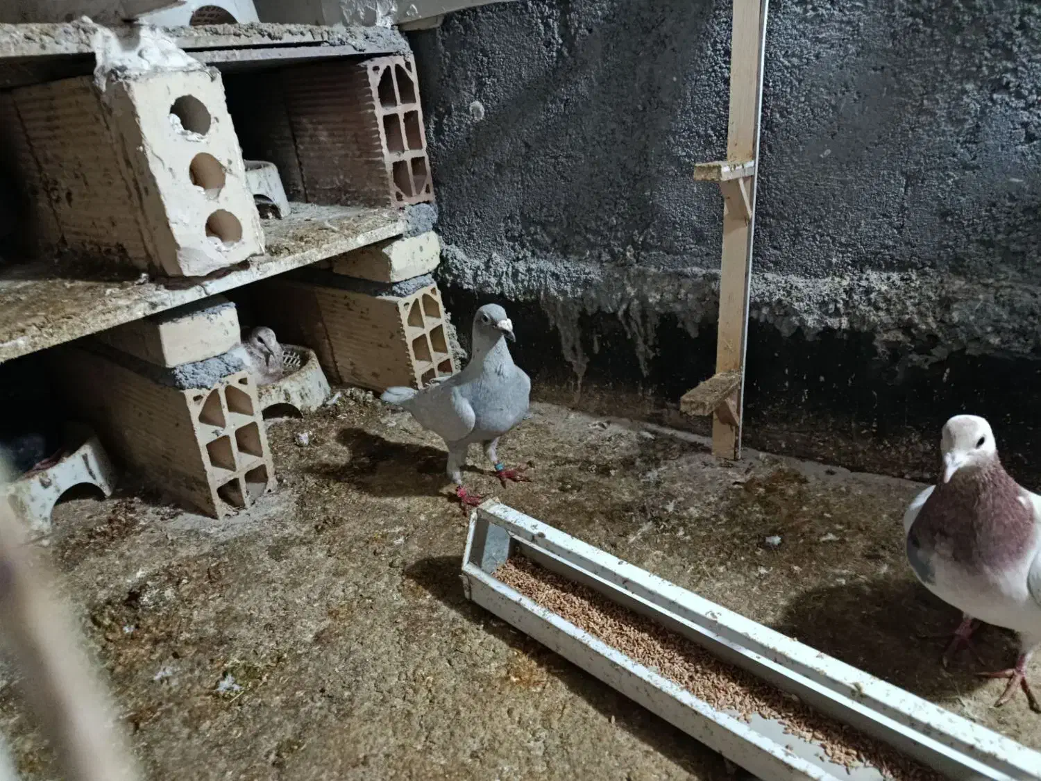 کبوتر پرشی و جفتگاه|پرنده|مشهد, دوست آباد|دیوار