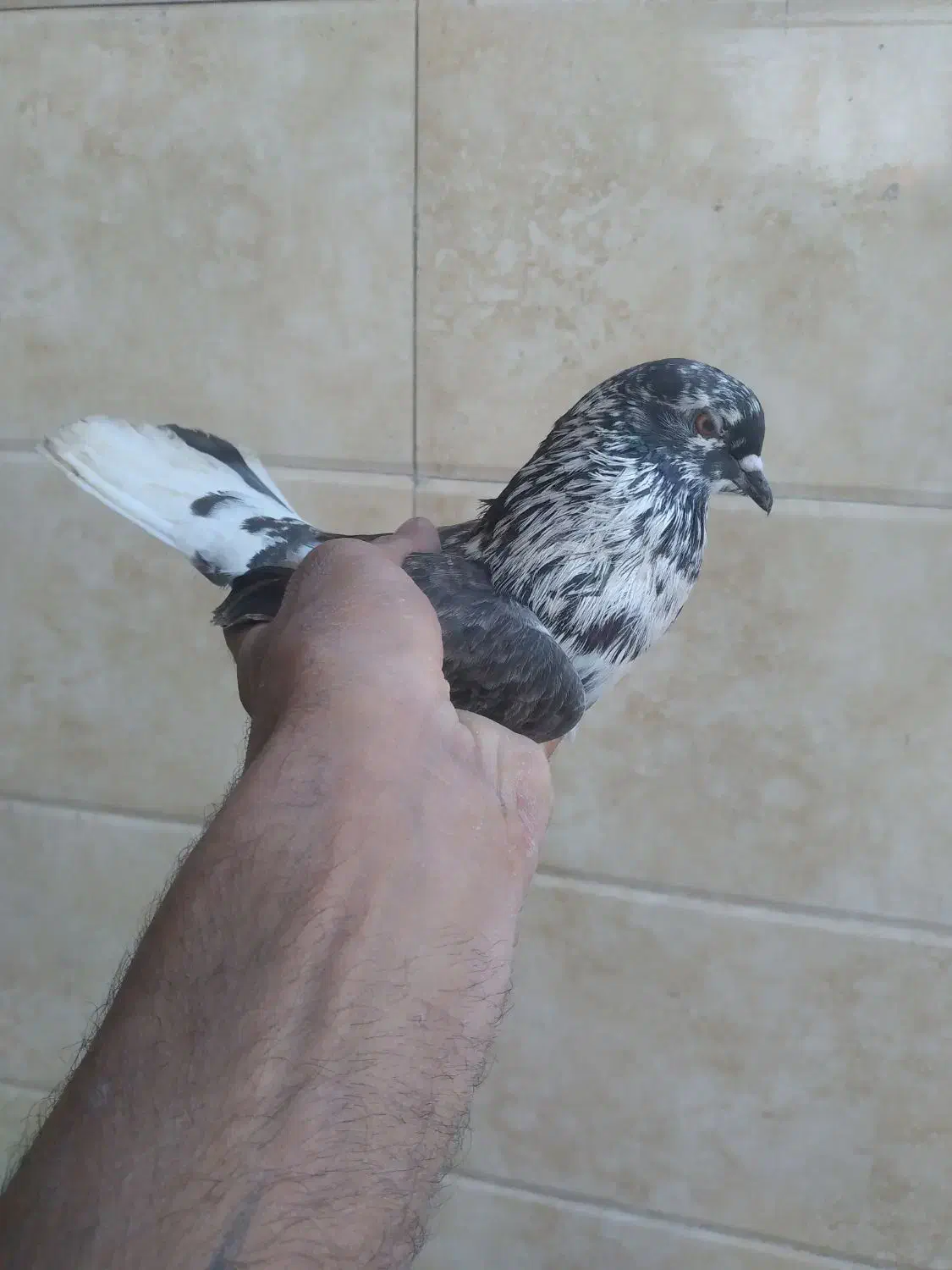 ی کبوتر غریب خوش سو|پرنده|بابل, |دیوار