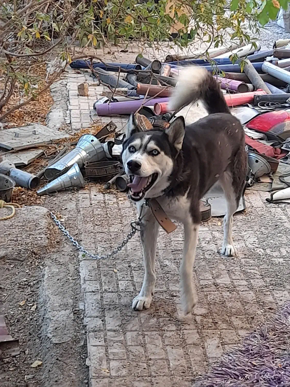 سگ هاسکی|سگ|اصفهان, حصه جنوبی|دیوار