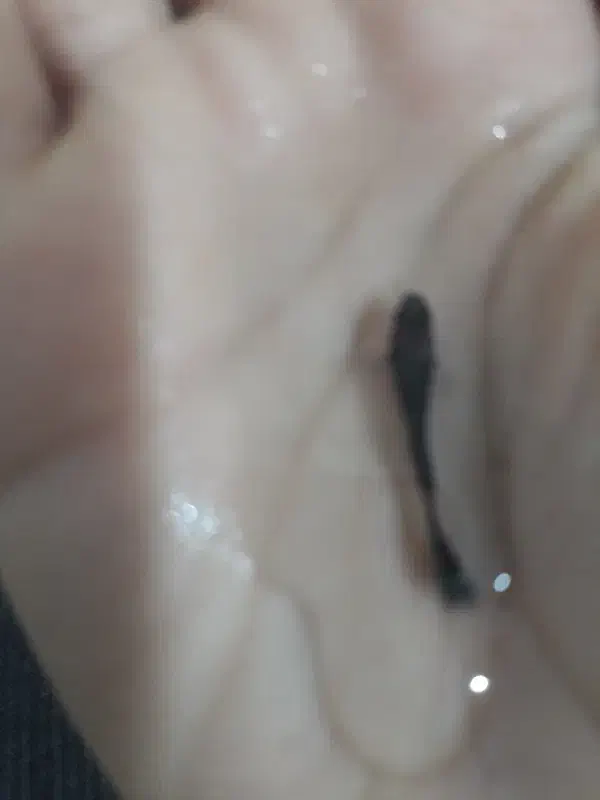 ماهی گوپی|ماهی|اسفراین, |دیوار