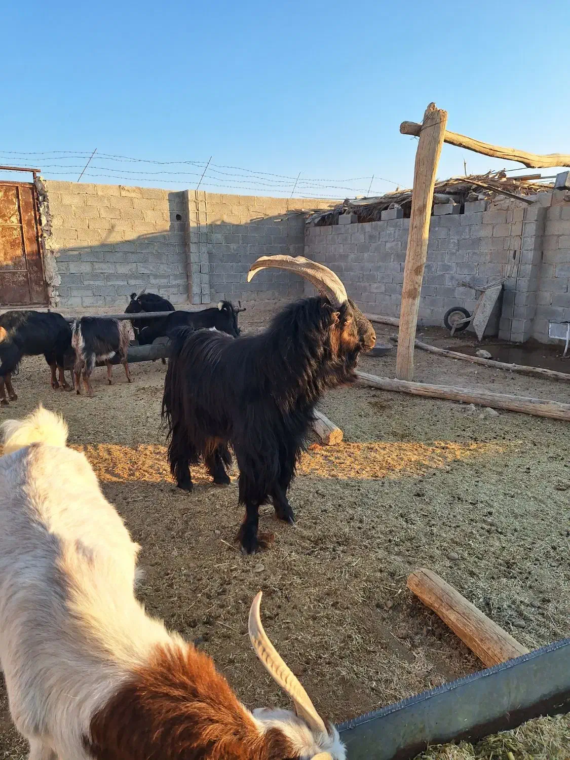 پازن جوان برزی|حیوانات مزرعه|زرین دشت (فارس), |دیوار