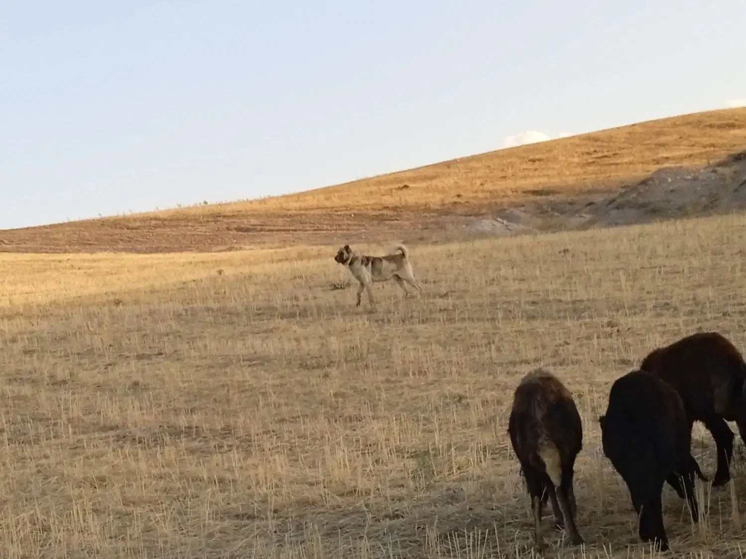 سگ سرابی گله|سگ|بستان آباد, |دیوار