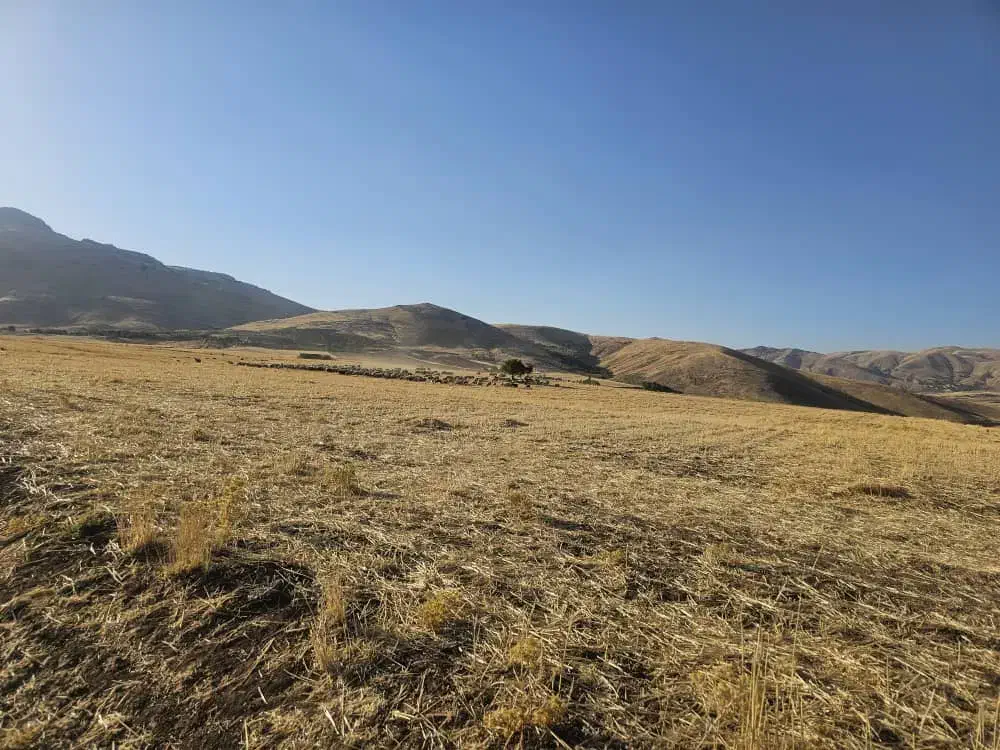 زمین کشاورزی برای اجاره|اجارهٔ دفتر صنعتی، کشاورزی، تجاری|کامیاران, |دیوار