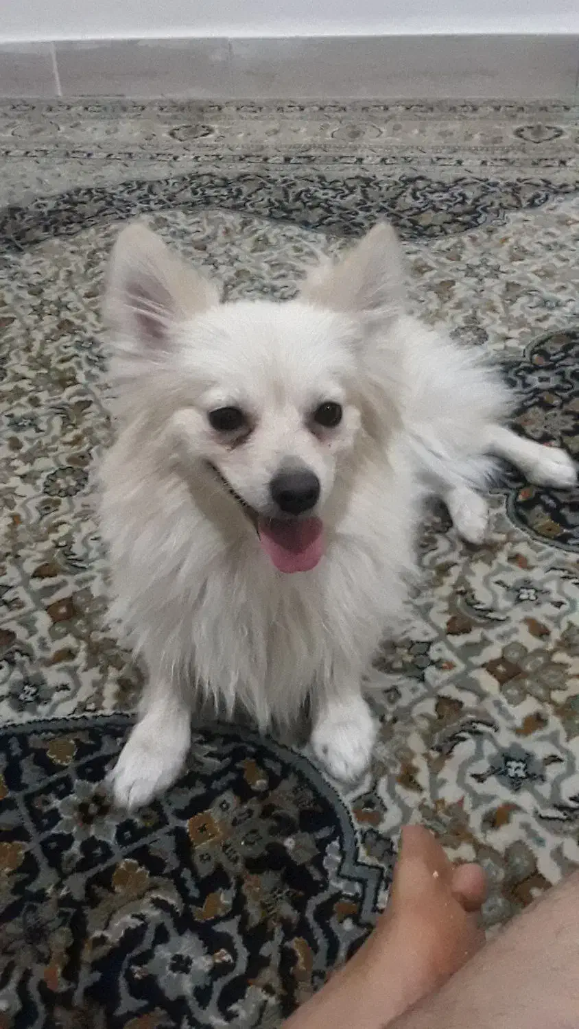 سگ پامر روباهی|سگ|چهاردانگه (تهران), |دیوار