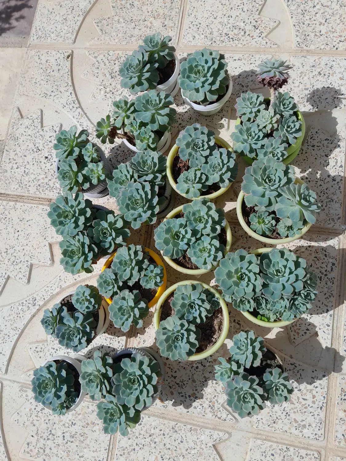 گل خورشیدی|گل و گیاه طبیعی|نهاوند, |دیوار