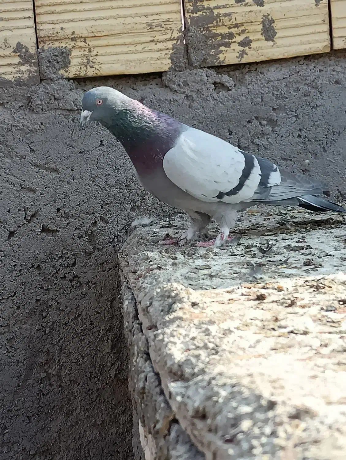 سبز بازیکن نر|پرنده|بم, |دیوار