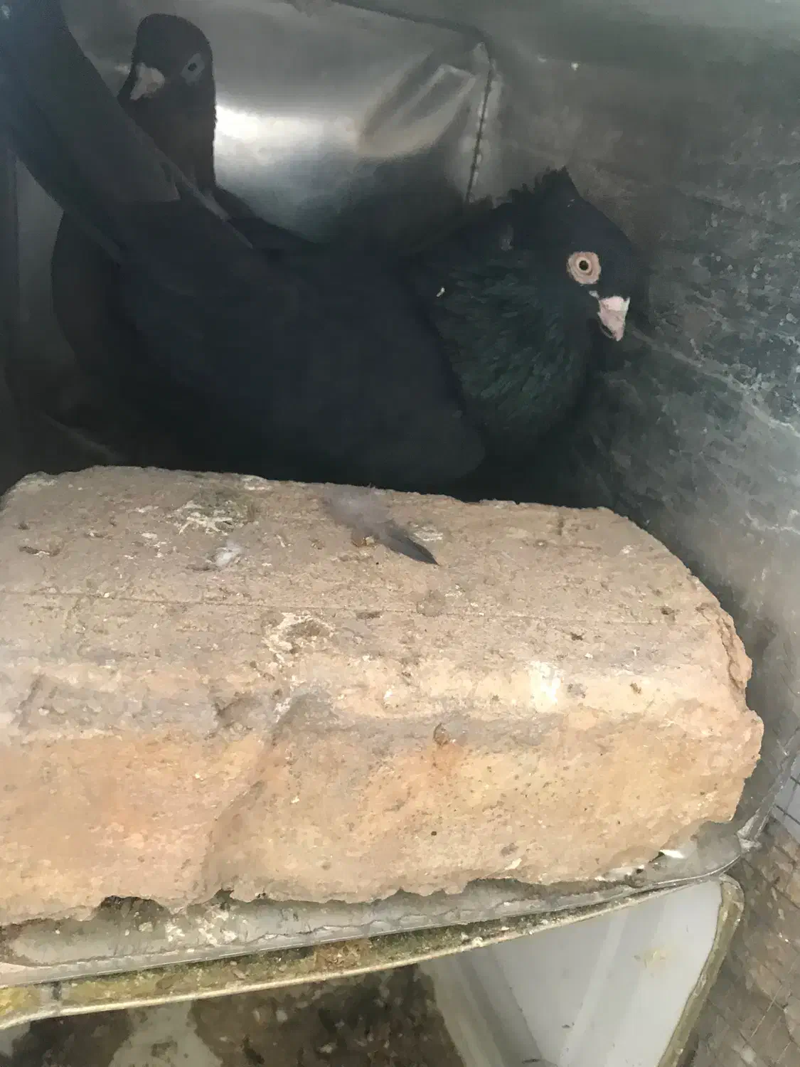 زاغ ابادانی نر چشمنوک سفید مست|پرنده|شاهینشهر, شهرک گلدیس|دیوار