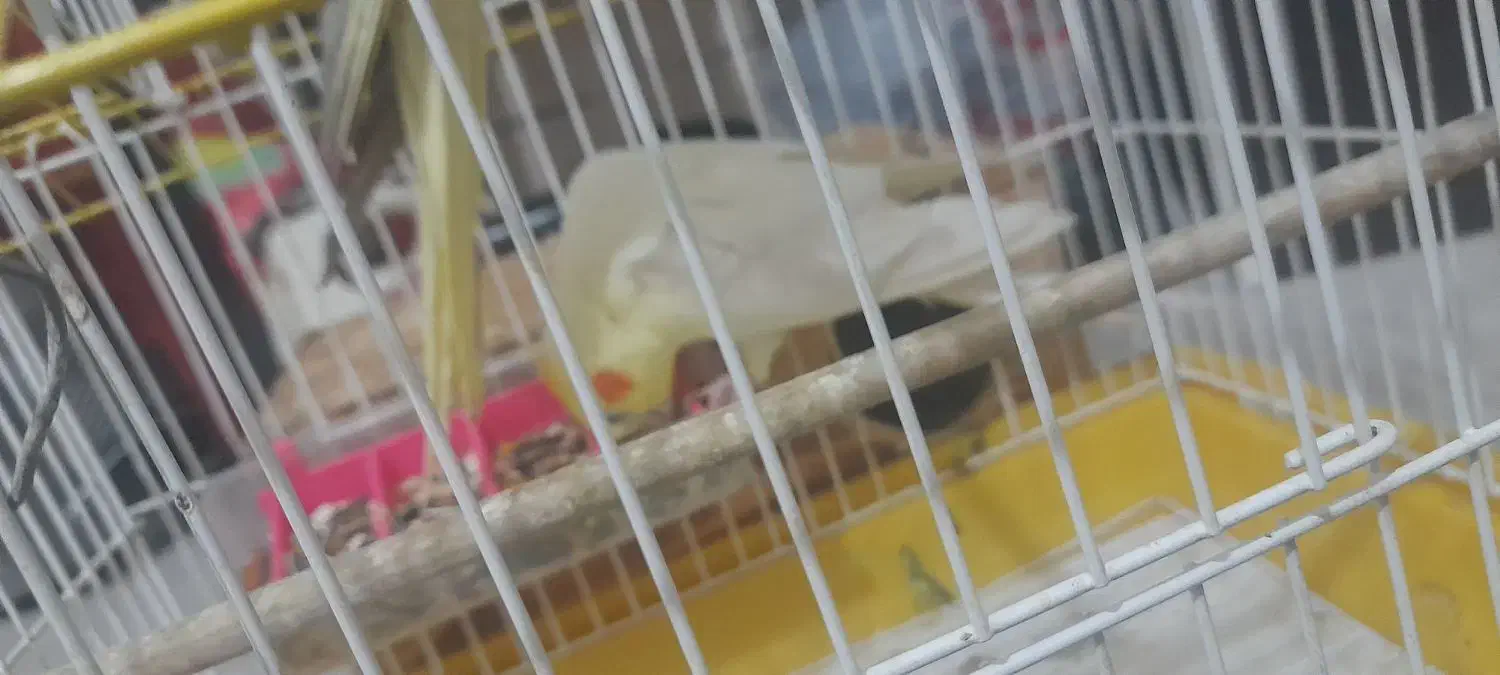 عروس هلندی|پرنده|سیرجان, |دیوار