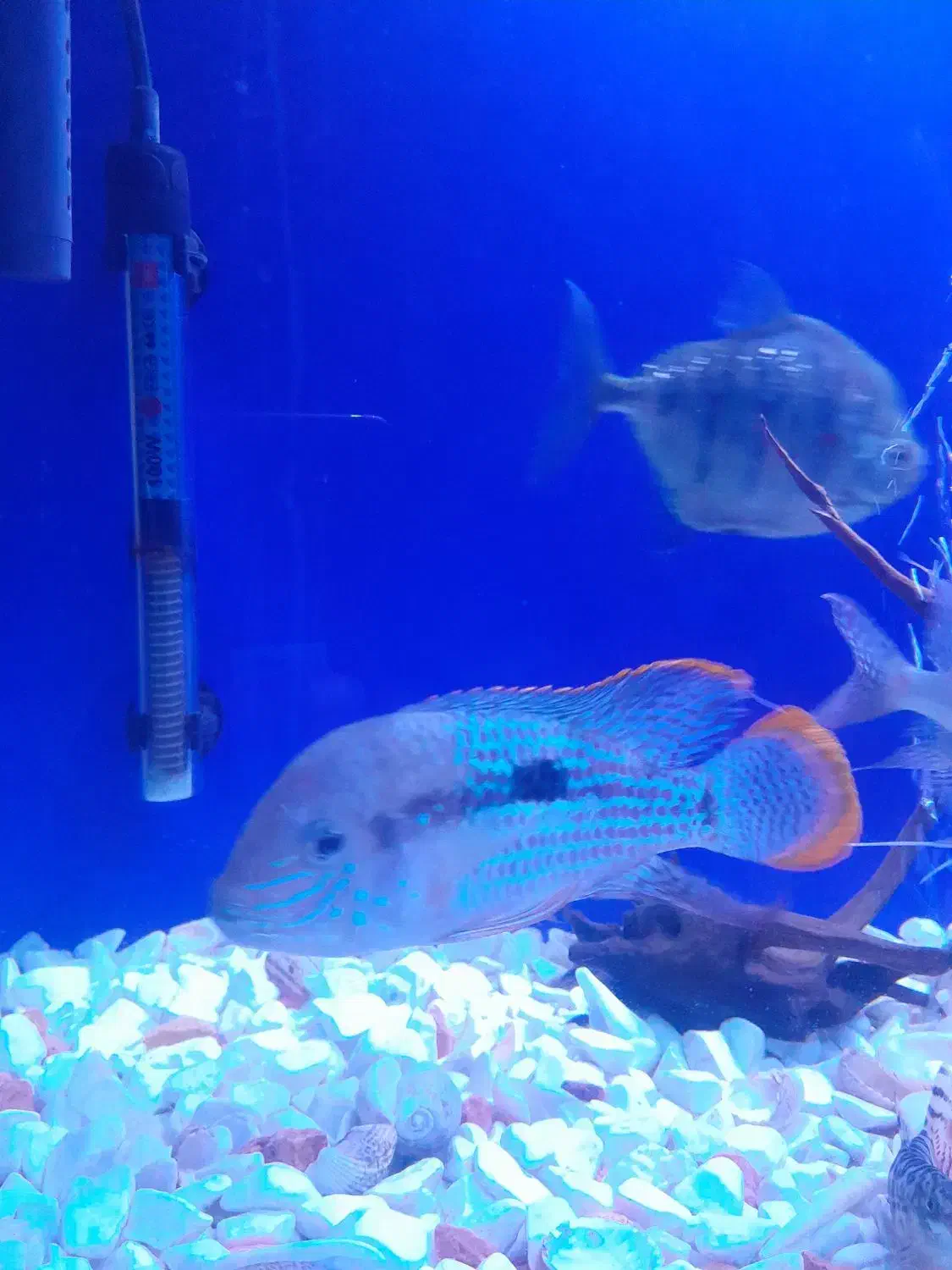 ماهی گرین تیلور بزرگ کوی|ماهی|چهاردانگه (تهران), |دیوار