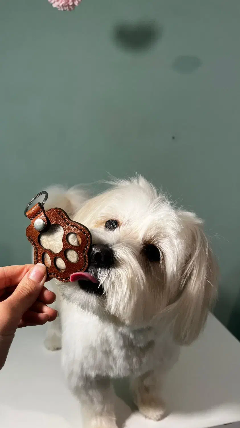 حیوان خانگی|سگ|قم, صفائیه|دیوار