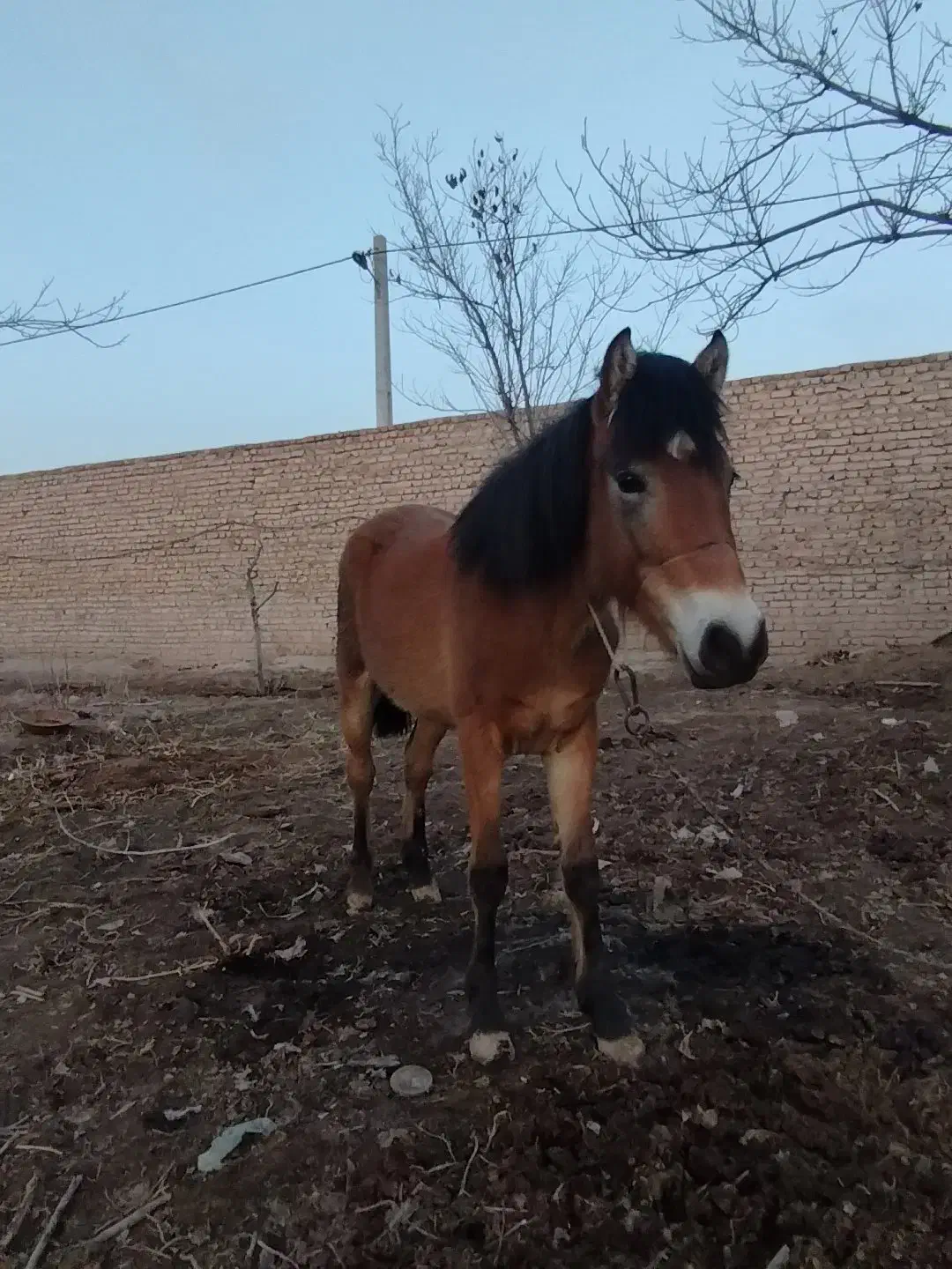 یک عدد اسب|حیوانات مزرعه|جوادآباد, |دیوار