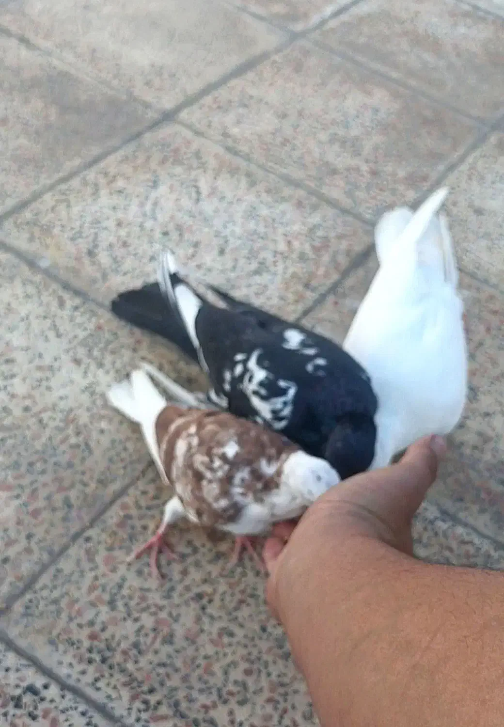 4 عدد کفتر|پرنده|اندیشه, شهرک المهدی|دیوار