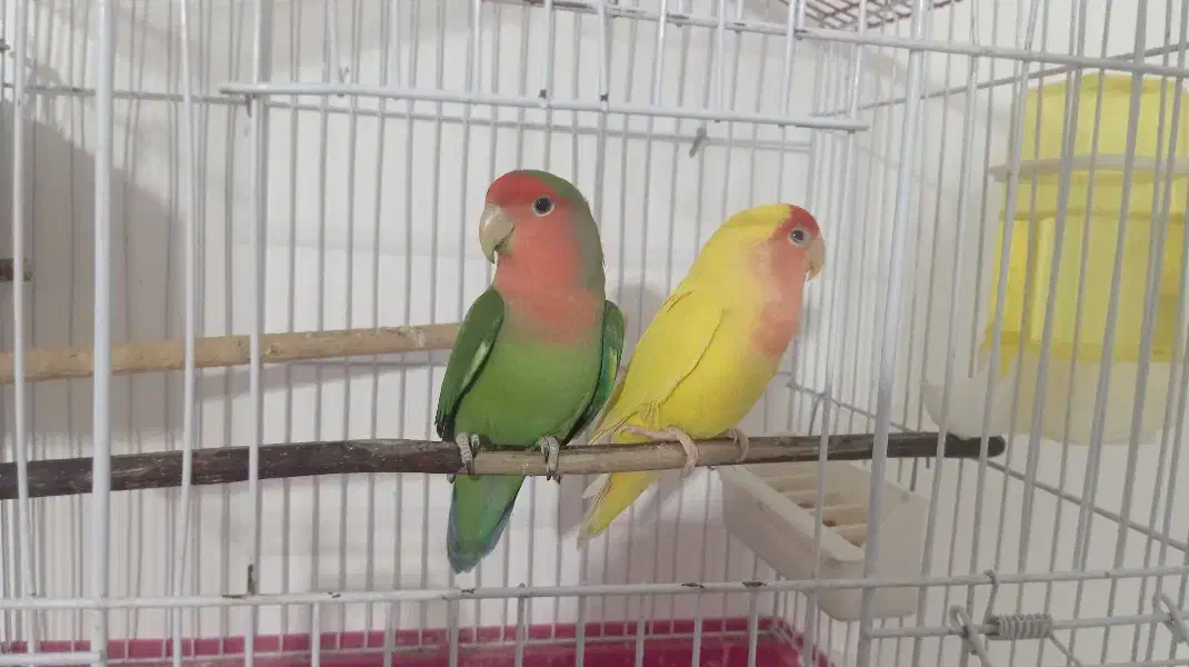 کوتوله|پرنده|قم, باغ شازده|دیوار