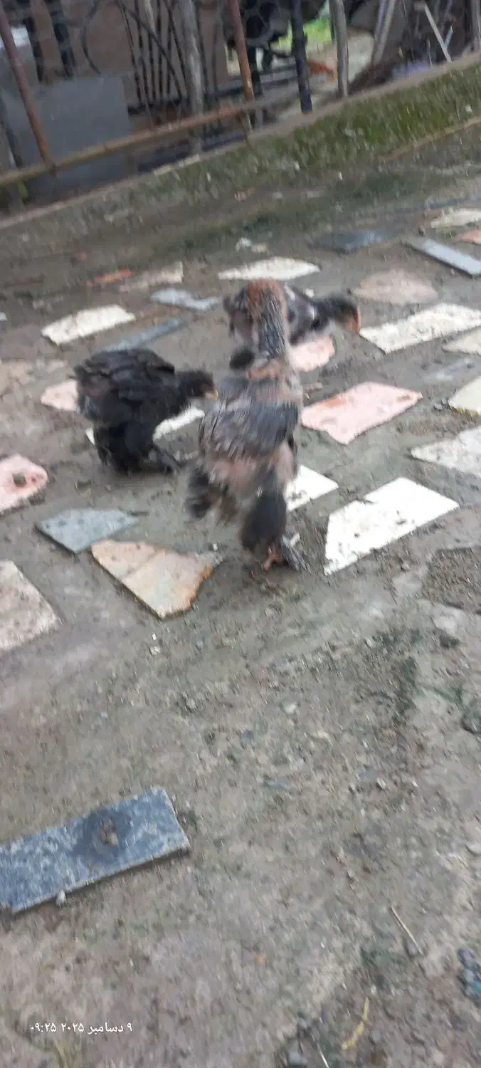 جوجه وخروس امپراتور|حیوانات مزرعه|لاهیجان, شقایق|دیوار