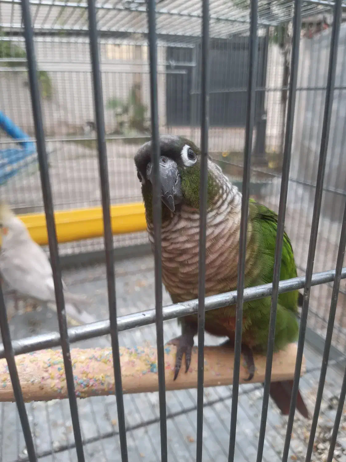 گرینچیک|پرنده|فومن, |دیوار