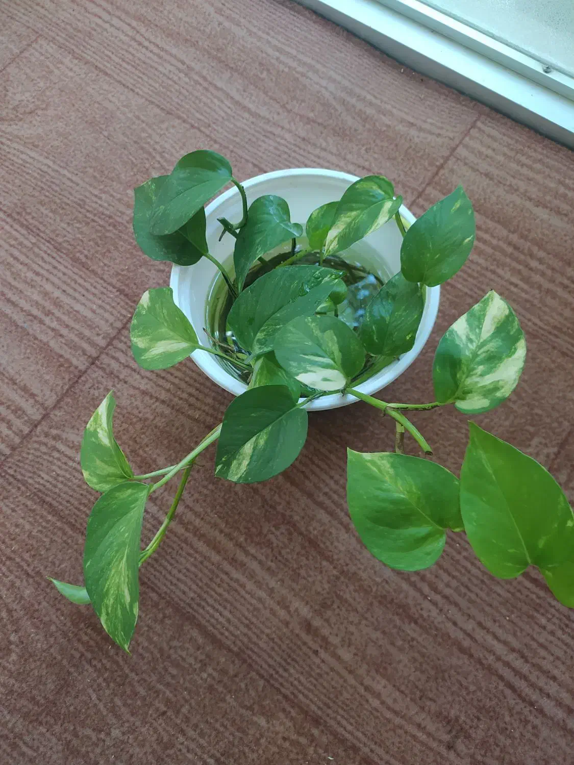 گیاه پتوس|گل و گیاه طبیعی|سیجوال, |دیوار