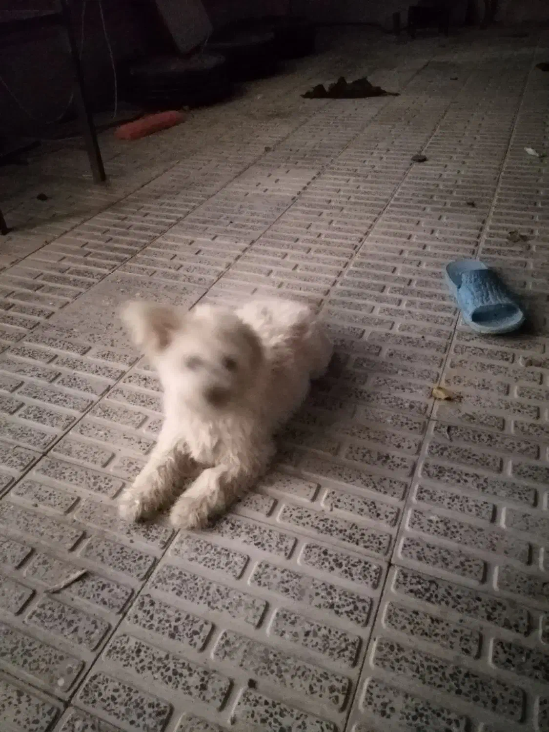 فروش سگ خانگی در فرخشهر|سگ|فرخشهر, |دیوار