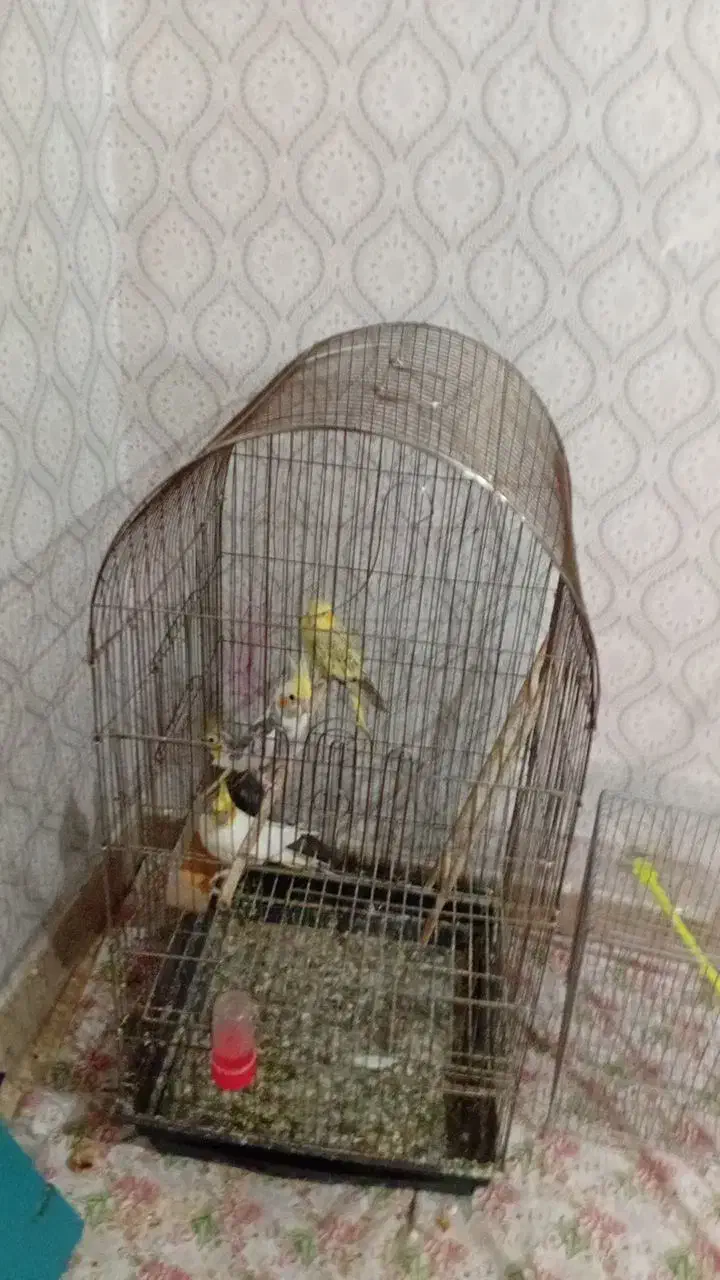 2جفت عروس هلندی|پرنده|کرج, عظیمیه|دیوار