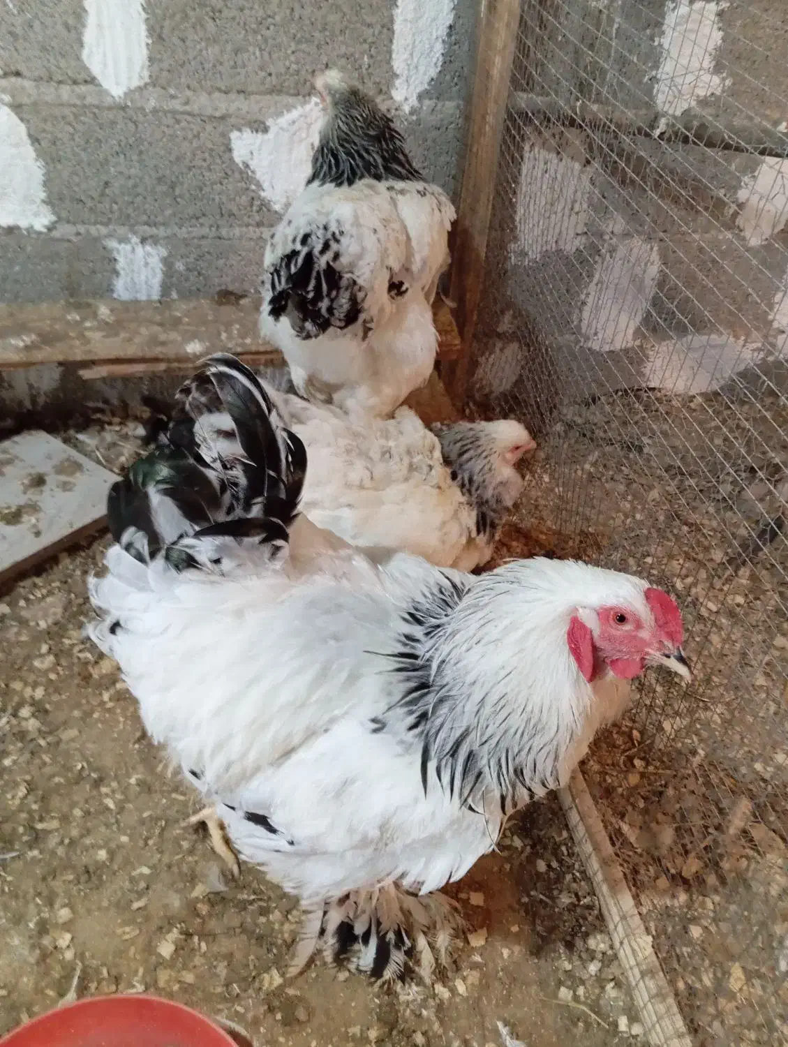 دوتا مرغ ویک خروس برهما|حیوانات مزرعه|سنگر, |دیوار