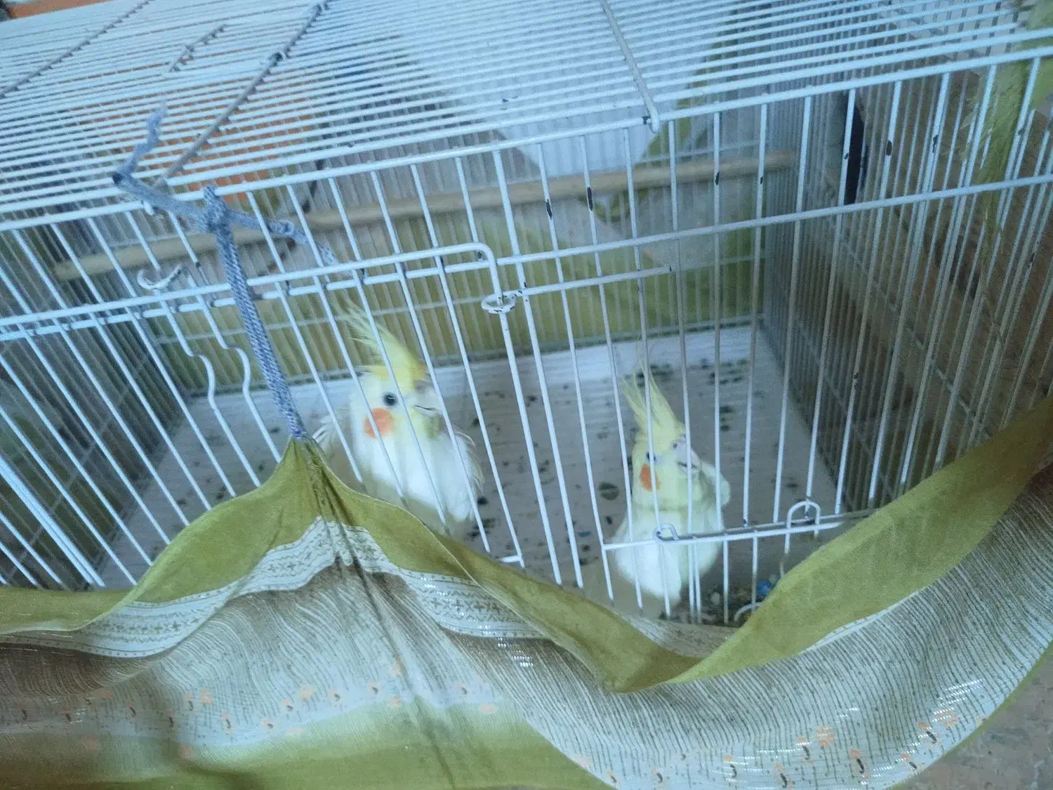 عروس هلندی|پرنده|بندرلنگه, |دیوار