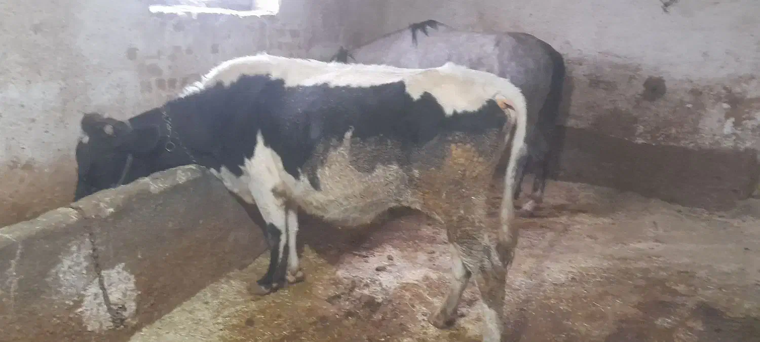 گاو دورگه|حیوانات مزرعه|سنندج, |دیوار