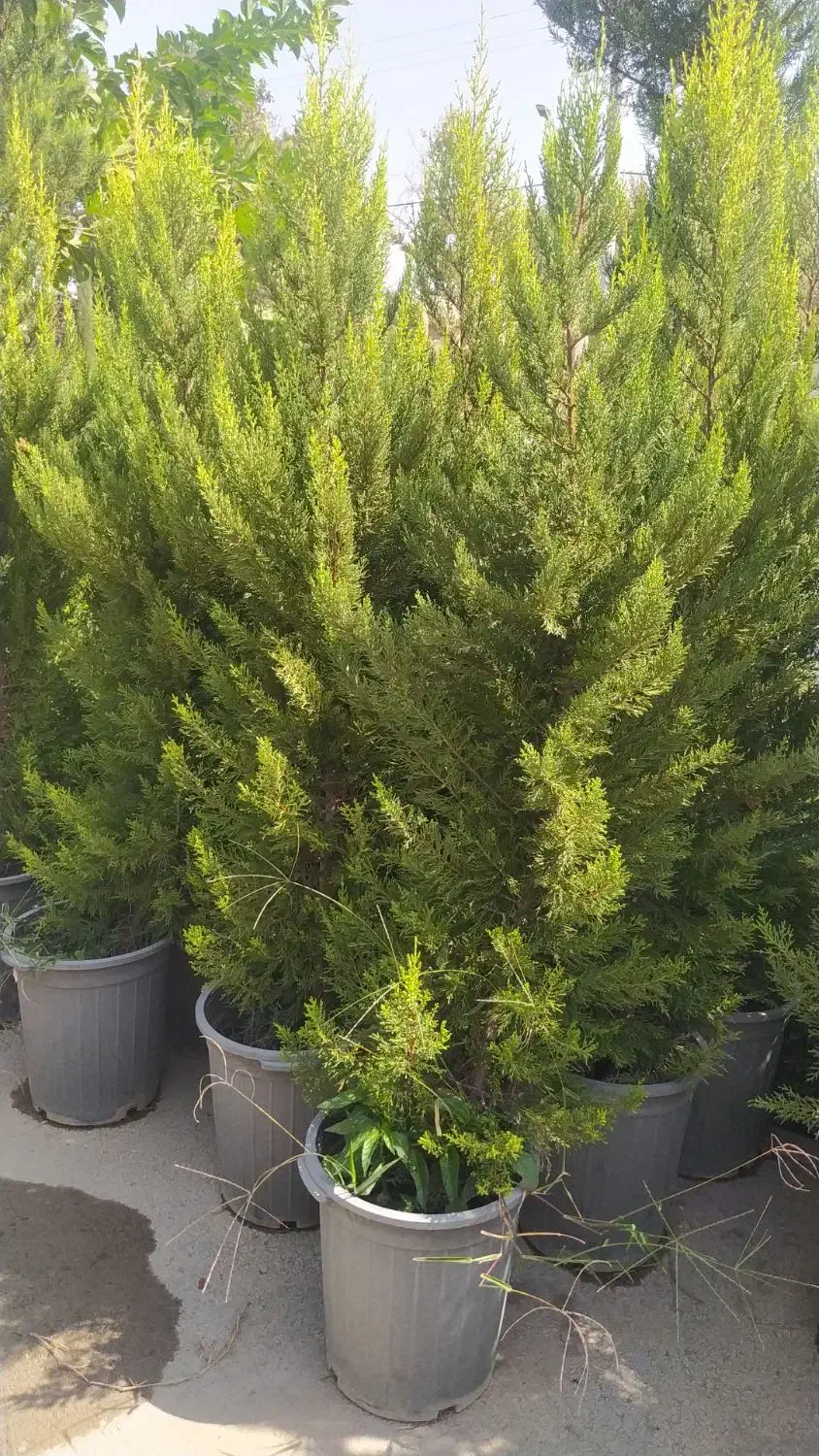 کاشت گل و درخت باغی|خدمات باغبانی و درختکاری|اصفهان, زاجان|دیوار