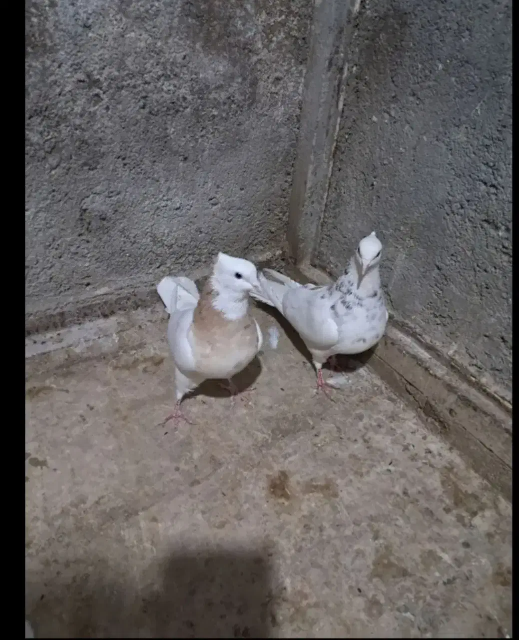 3عددکبوتر طوقی کاغذی و دوتا سرور مهر|پرنده|قم, بلوار امین و ساحلی|دیوار