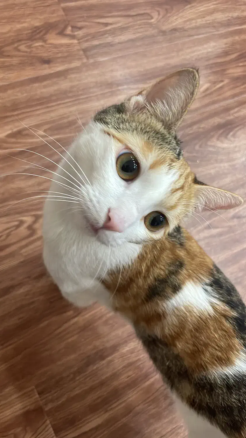 واگذاری رایگان گربه کالیکو ماده|گربه|صدرا-فارس, فاز ۱|دیوار