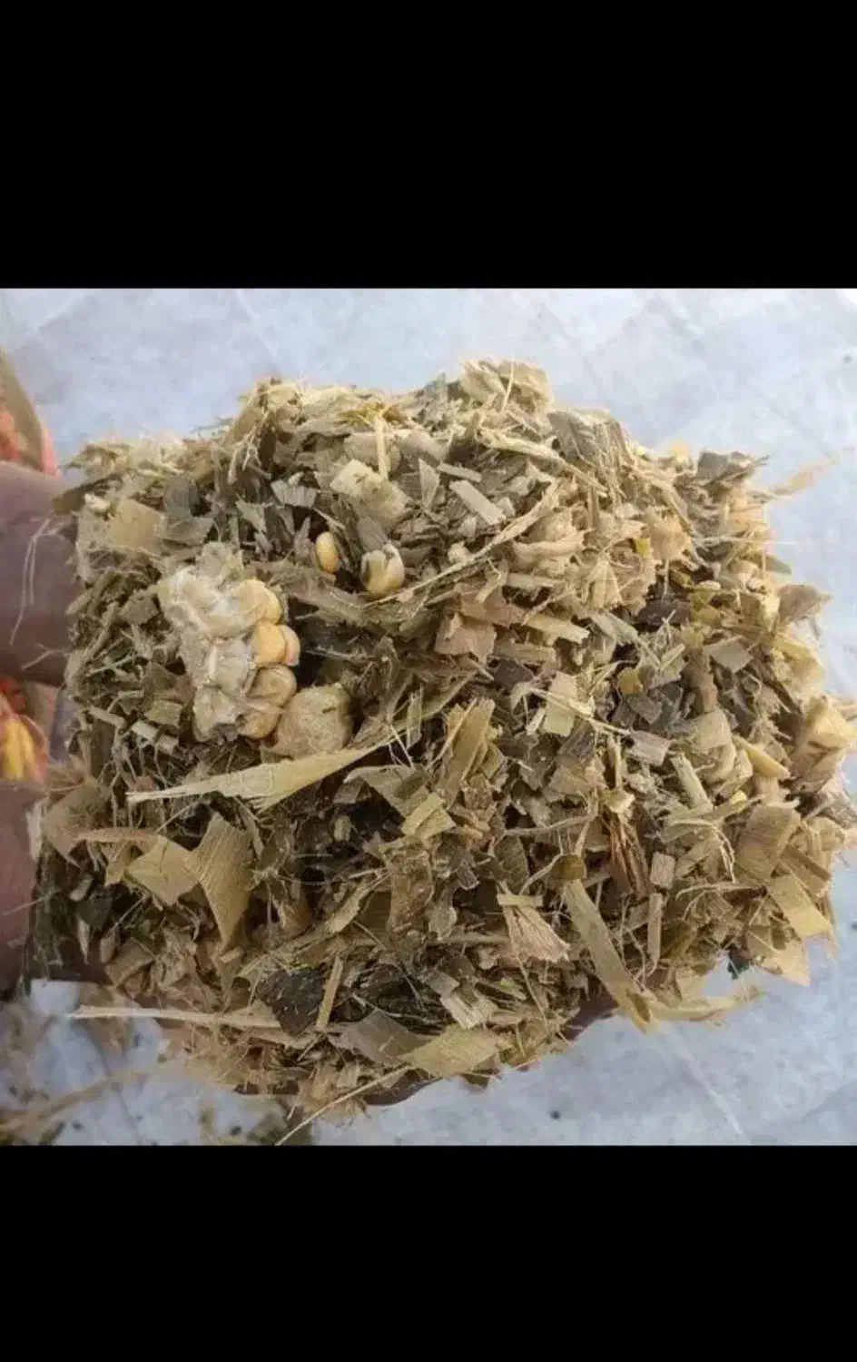 فروش چغندرقند و تفاله چغندروسیب و علوفه ذرت|لوازم جانبی حیوانات|میانه, |دیوار