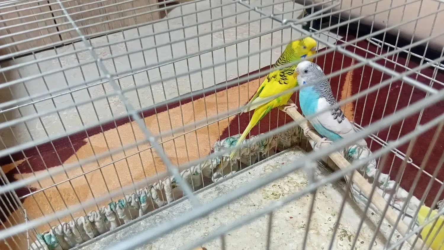 یه جفت مرغ عشق|پرنده|تهران, انبار نفت|دیوار