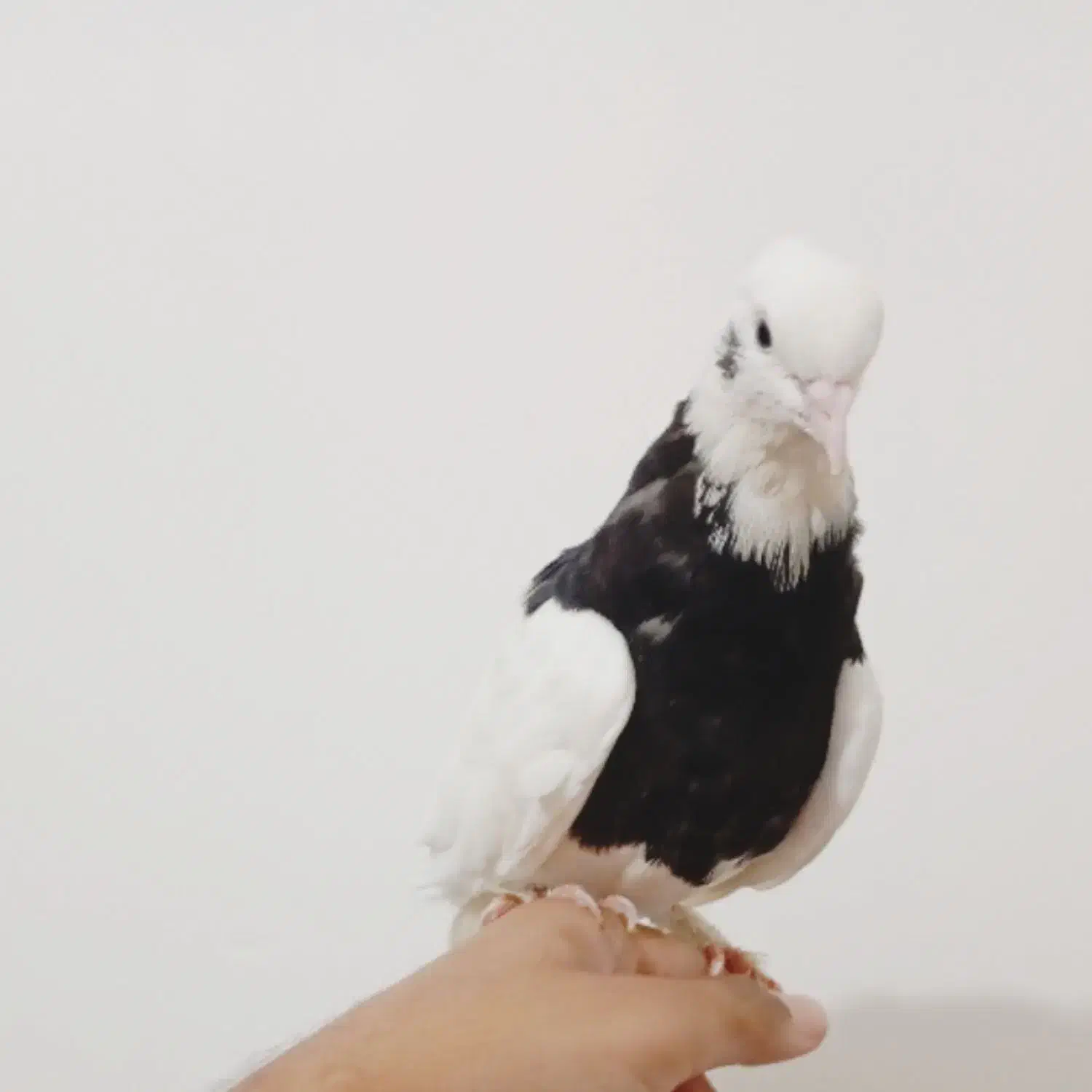 طوقی دستی|پرنده|کرمان, |دیوار