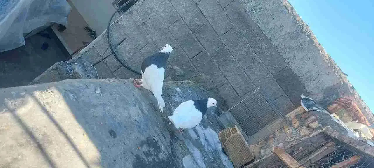 کبوتر طوقی بازیکن|پرنده|اردل, |دیوار