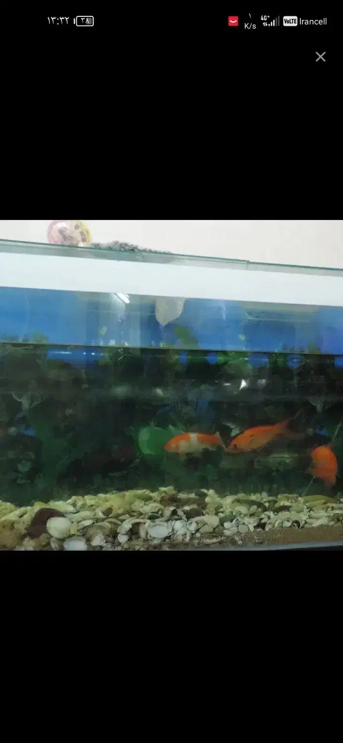 اکواریوم بزرگ|لوازم جانبی حیوانات|مشهد, تربیت (صدف)|دیوار