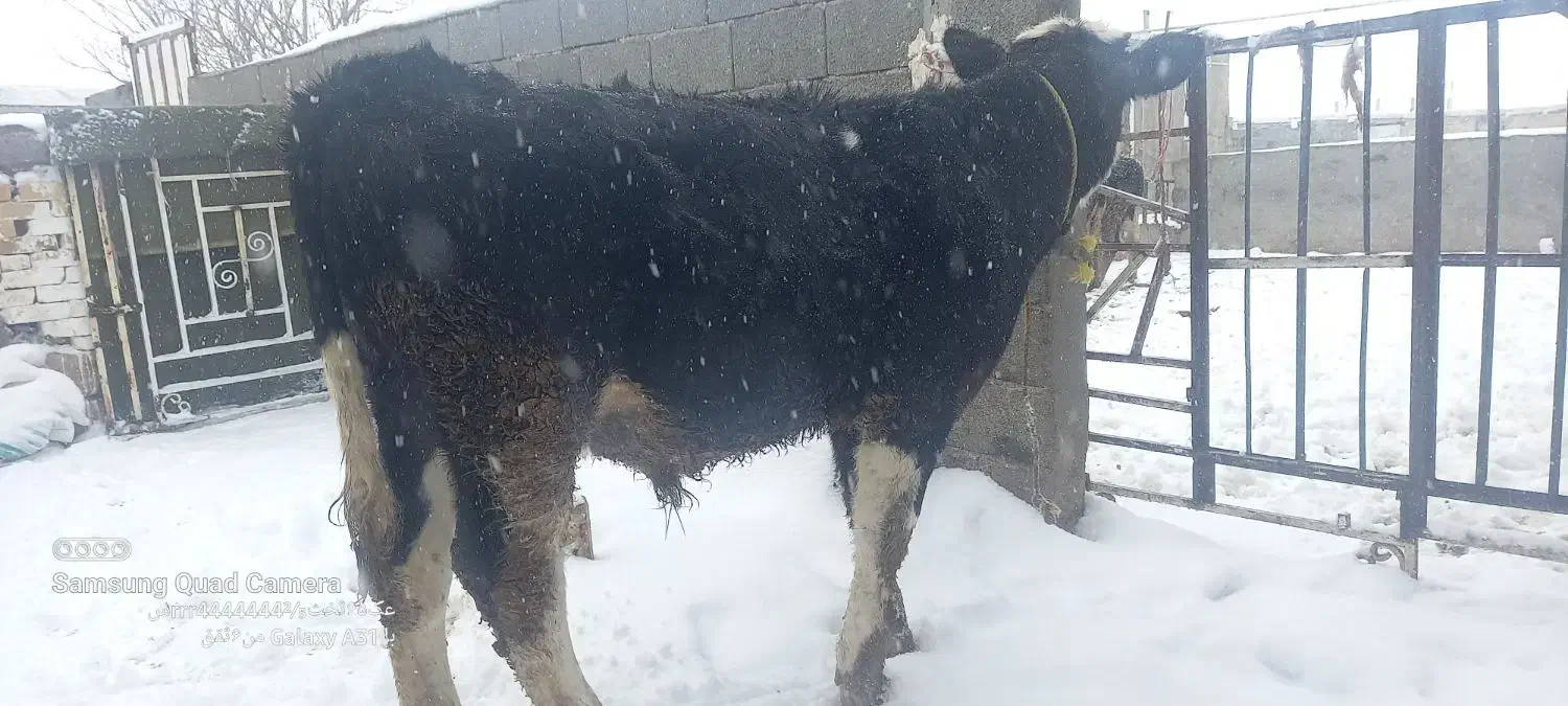 گاوگوساله|حیوانات مزرعه|قیدار, |دیوار