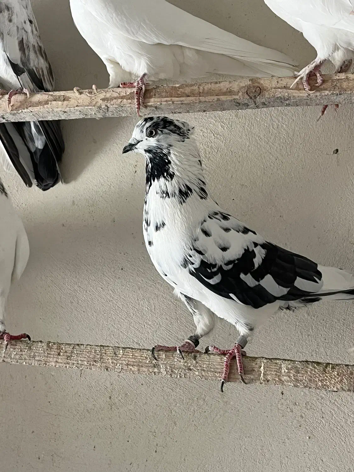 کبوتر زغالی کاکلی|پرنده|کرج, حصارک بالا|دیوار