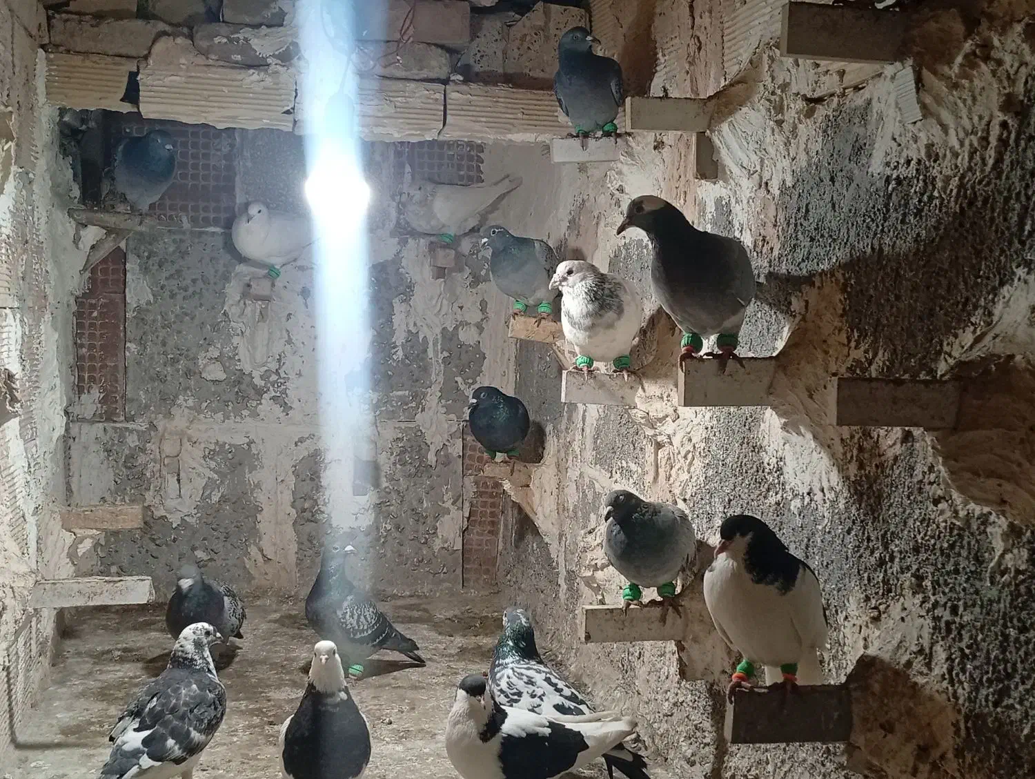 ۱۷تا|پرنده|سبزوار, کاشفی شمالی (دادگستری)|دیوار