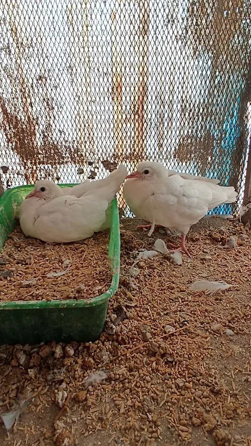 کفتر چادری و تهرانی|پرنده|پاکدشت, پاکدشت (مامازند)|دیوار