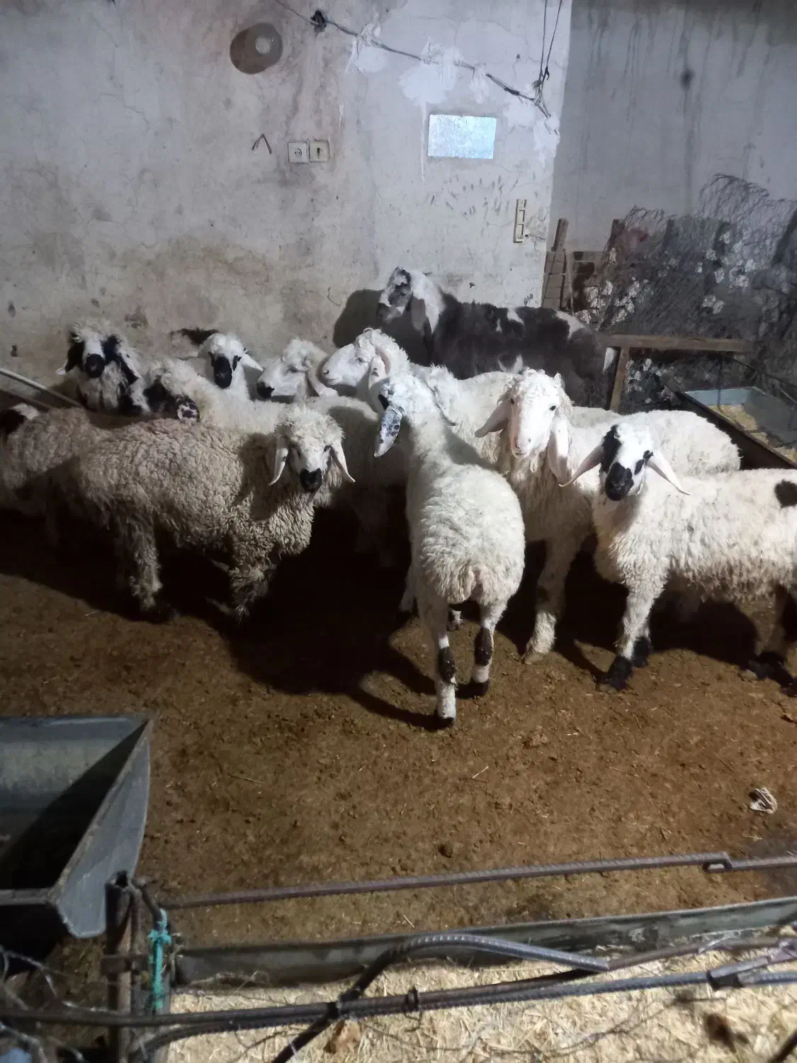 بره نر|حیوانات مزرعه|زابل, |دیوار