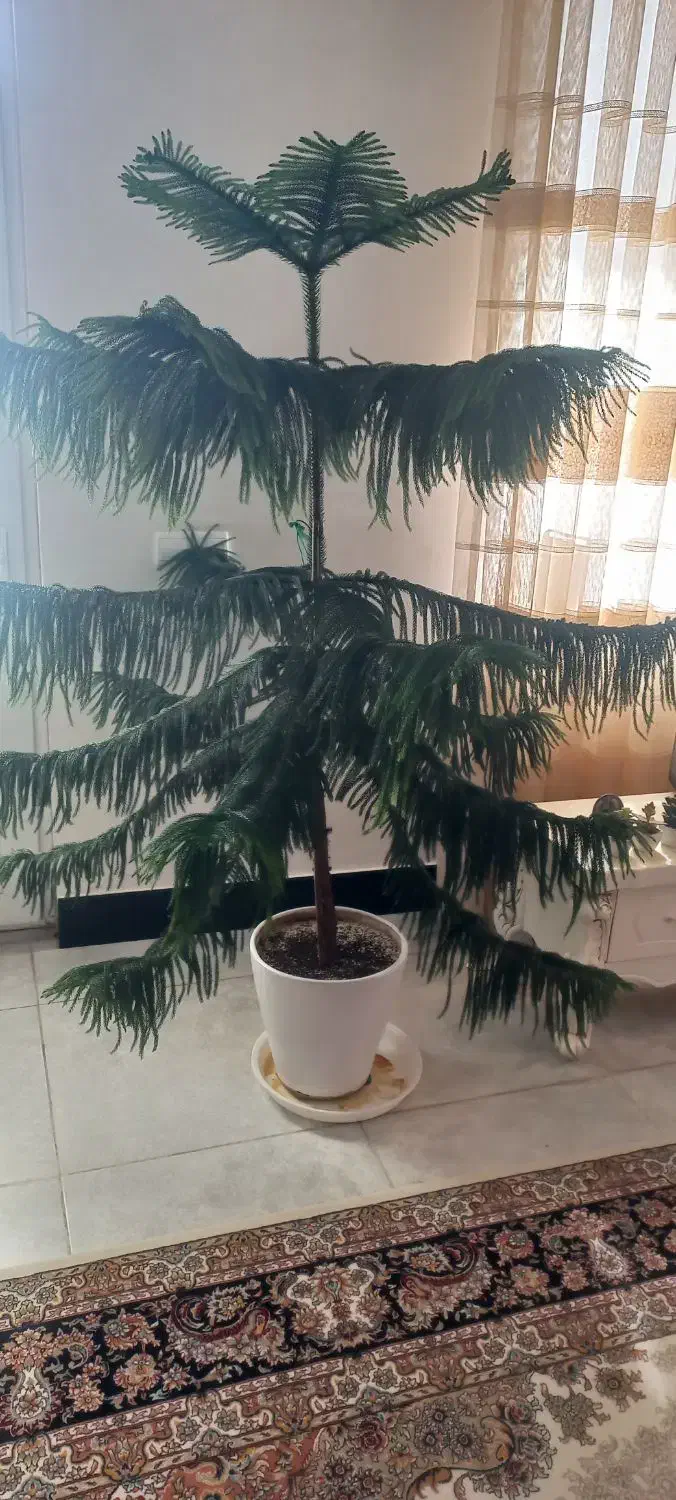 گل کاج مطبق|گل و گیاه طبیعی|نورآباد, |دیوار