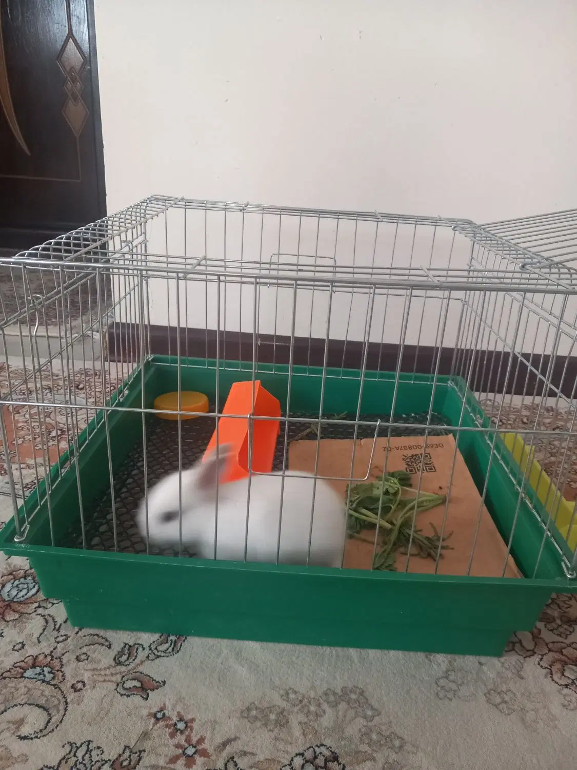 خرگوش|موش و خرگوش|اصفهان, شمس آباد|دیوار