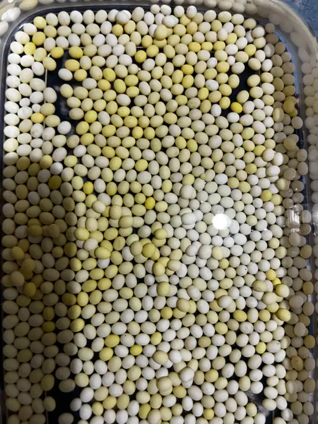 خاویار حلزون طبی آچاتینا|خزنده|همدان, |دیوار