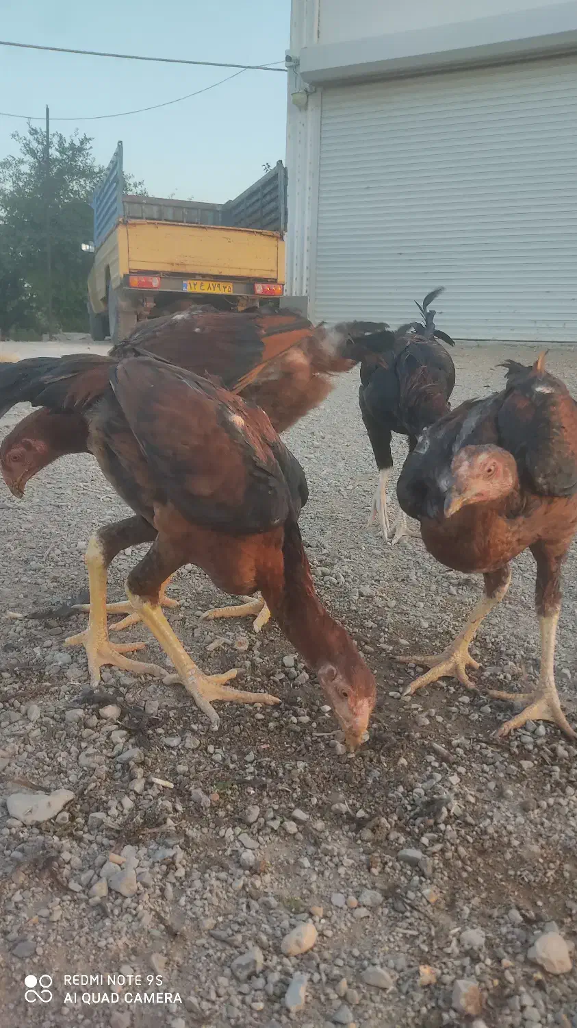 مرغ و خروس لاری|حیوانات مزرعه|اهر, |دیوار