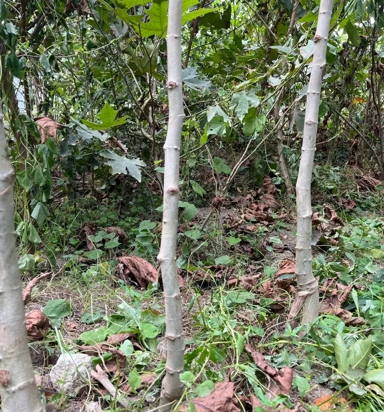 نهال چنار|خدمات باغبانی و درختکاری|کردکوی, |دیوار