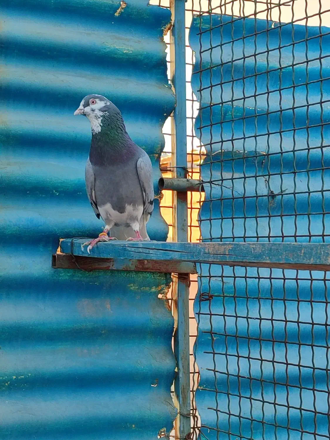 کبوتر پرشی .انگلیسی|پرنده|اسلامشهر, شهرک مهدیه|دیوار