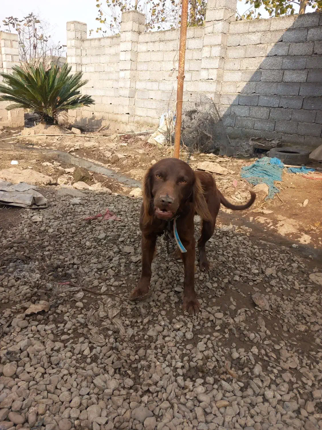 فروش یک عدد سگ شکاری|سگ|رودبنه, |دیوار