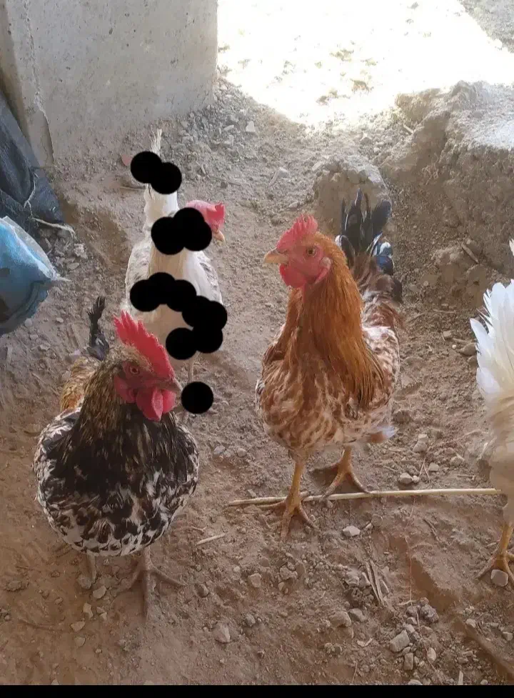 ۲عدد خروس سالم سیاه فروخته شده|حیوانات مزرعه|بجنورد, |دیوار