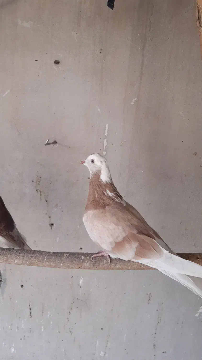 کفتر پرشی همه رنگ|پرنده|ری, علایین|دیوار