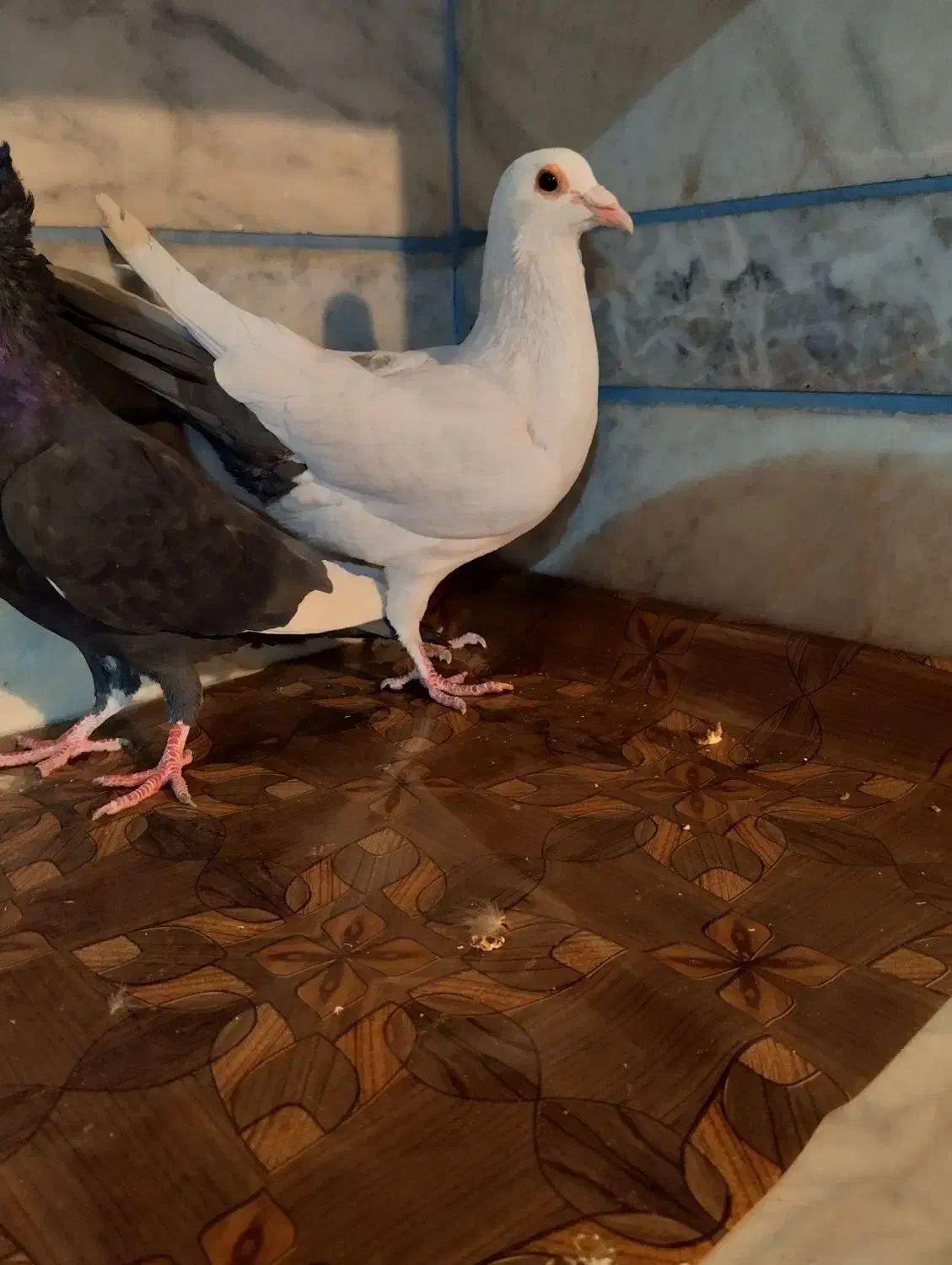 کبوتر نر دم سیاه|پرنده|زرند, |دیوار