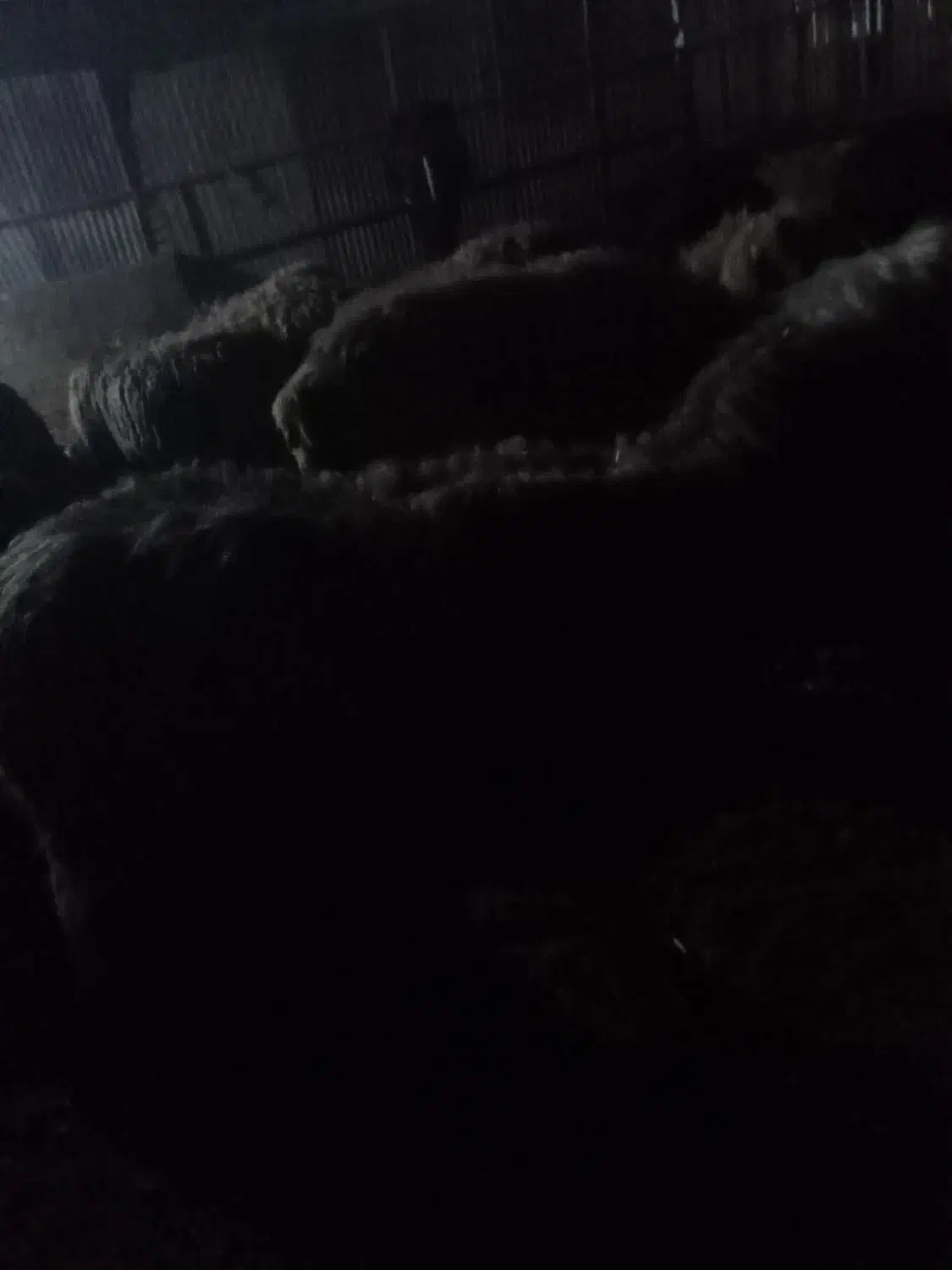 بره شیری ماده سالم|حیوانات مزرعه|مسجد سلیمان, |دیوار